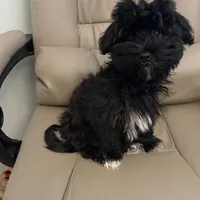 Olive, a female Havanese for sale in Danville, CA – Photo 4 of 8