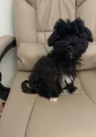 Olive, a female Havanese for sale in Danville, CA – Photo 4 of 8