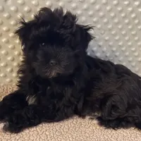 Olive, a female Havanese for sale in Danville, CA – Photo 2 of 8