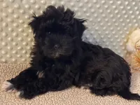 Olive, a female Havanese for sale in Danville, CA – Photo 2 of 8