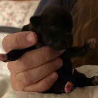 Olive, a female Havanese for sale in Danville, CA – Photo 6 of 8