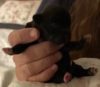 Olive, a female Havanese for sale in Danville, CA – Photo 6 of 8