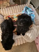 Olive, a female Havanese for sale in Danville, CA – Photo 5 of 8