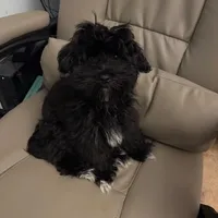 Olive, a female Havanese for sale in Danville, CA – Photo 1 of 8