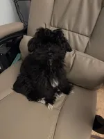 Olive, a female Havanese for sale in Danville, CA – Photo 1 of 8