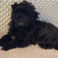 Olive, a female Havanese for sale in Danville, CA – Photo 7 of 8