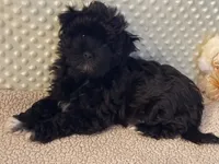 Olive, a female Havanese for sale in Danville, CA – Photo 7 of 8