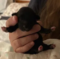 Olive, a female Havanese for sale in Danville, CA – Photo 8 of 8