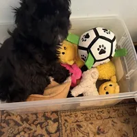 Olive, a female Havanese for sale in Danville, CA – Photo 3 of 8