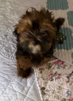 Tan Tan, a male Havanese for sale in Danville, CA – 6 of 9