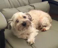 Bee Bee , a female Havanese for sale in Danville, CA – 9 of 9