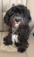 Hoolijin aka Bear , a male Havanese for sale in Danville, CA – 2 of 4