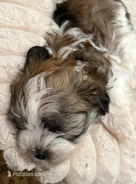 Ling Ling  – Havanese puppy for sale in Danville, CA
