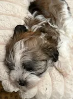 Ling Ling , a female Havanese for sale in Danville, CA – 1 of 3