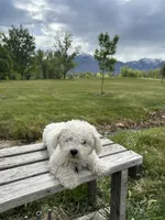 Melo, a male Bichon Frise for sale in Sandy, UT – 5 of 10