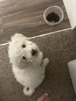 Melo, a male Bichon Frise for sale in Sandy, UT – 3 of 10
