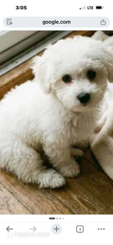 Melo – Bichon Frise puppy for sale in Sandy, UT