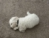 Melo, a male Bichon Frise for sale in Sandy, UT – 8 of 10