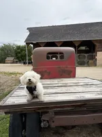 Melo, a male Bichon Frise for sale in Sandy, UT – 7 of 10