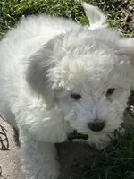 Melo, a male Bichon Frise for sale in Sandy, UT – 2 of 10