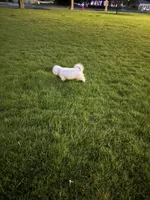 Melo, a male Bichon Frise for sale in Sandy, UT – 10 of 10