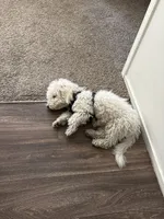 Melo, a male Bichon Frise for sale in Sandy, UT – 6 of 10