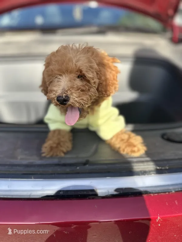 Luca – Poodle - Toy  puppy for sale in Reno, NV