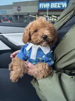 Luca, a male Poodle - Toy  for sale in Reno, NV – Photo 3 of 3