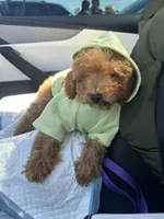 Luca, a male Poodle - Toy  for sale in Reno, NV – Photo 2 of 3