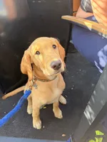 george , a male Goldador for sale in Camarillo, CA – 5 of 5
