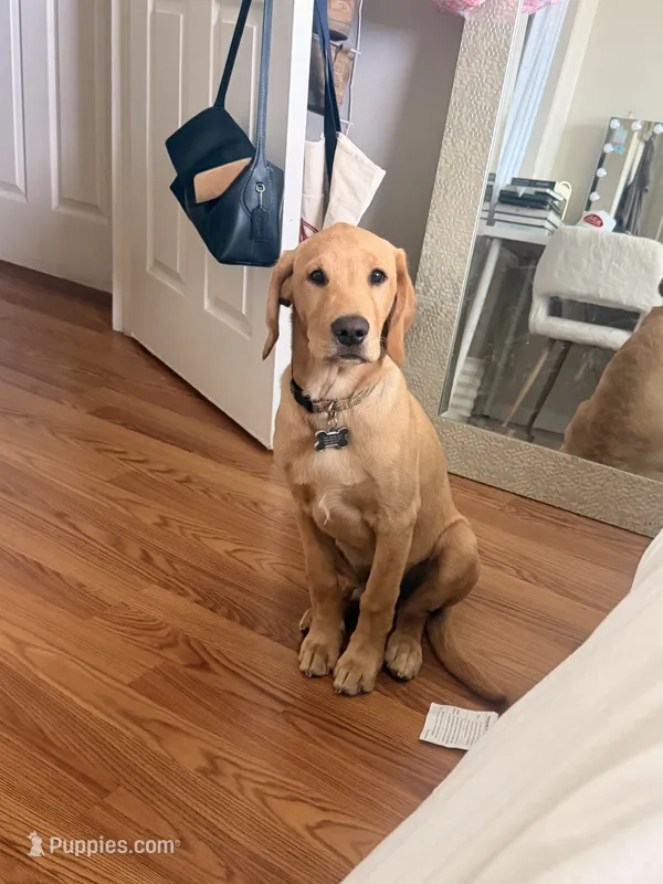 george  – Goldador puppy for sale in Camarillo, CA