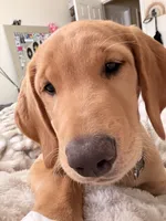 george , a male Goldador for sale in Camarillo, CA – 2 of 5