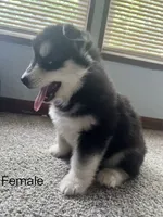 puppy 3, a female Siberian Husky for sale in Whitewright, TX – 9 of 10