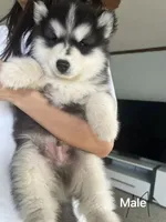 Puppy 2, a male Siberian Husky for sale in Whitewright, TX – 4 of 8