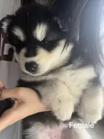 puppy 3, a female Siberian Husky for sale in Whitewright, TX – 4 of 10