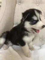 Puppy 2, a male Siberian Husky for sale in Whitewright, TX – Photo 1 of 4