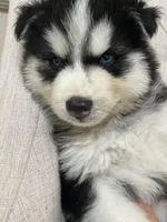 Puppy 2, a male Siberian Husky for sale in Whitewright, TX – Photo 4 of 4