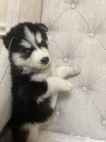 Puppy 2, a male Siberian Husky for sale in Whitewright, TX – Photo 2 of 4