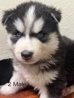 Puppy 2, a male Siberian Husky for sale in Whitewright, TX – Photo 3 of 4