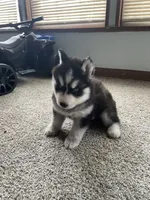 Puppy 1, a male Siberian Husky for sale in Whitewright, TX – 8 of 9