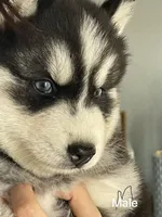 Puppy 1, a male Siberian Husky for sale in Whitewright, TX – 2 of 9