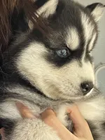 Puppy 1, a male Siberian Husky for sale in Whitewright, TX – 4 of 9