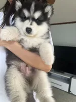 Puppy 2, a male Siberian Husky for sale in Whitewright, TX – 5 of 8