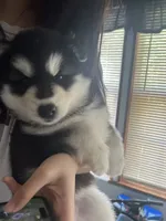 puppy 3, a female Siberian Husky for sale in Whitewright, TX – 3 of 10