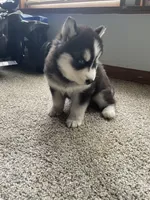Puppy 1, a male Siberian Husky for sale in Whitewright, TX – 7 of 9