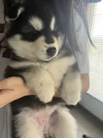 puppy 3, a female Siberian Husky for sale in Whitewright, TX – 2 of 10