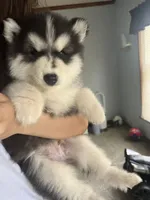 Puppy 2, a male Siberian Husky for sale in Whitewright, TX – 2 of 8