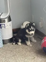 Puppy 1, a male Siberian Husky for sale in Whitewright, TX – 6 of 9