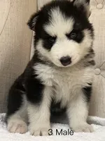 Puppy 3, a male Siberian Husky for sale in Whitewright, TX – Photo 2 of 2