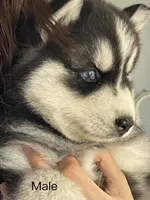 Puppy 1, a male Siberian Husky for sale in Whitewright, TX – 5 of 9